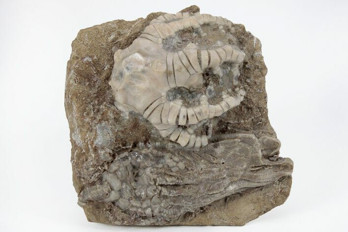 Fossil Crinoids (Barycrinus, Macrocrinus) - Crawfordsville, Indiana #157242